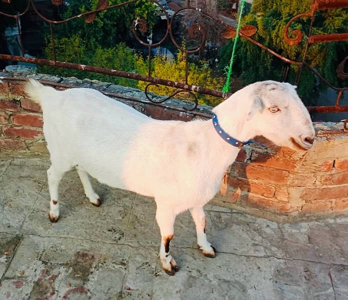 bakri for sale 1