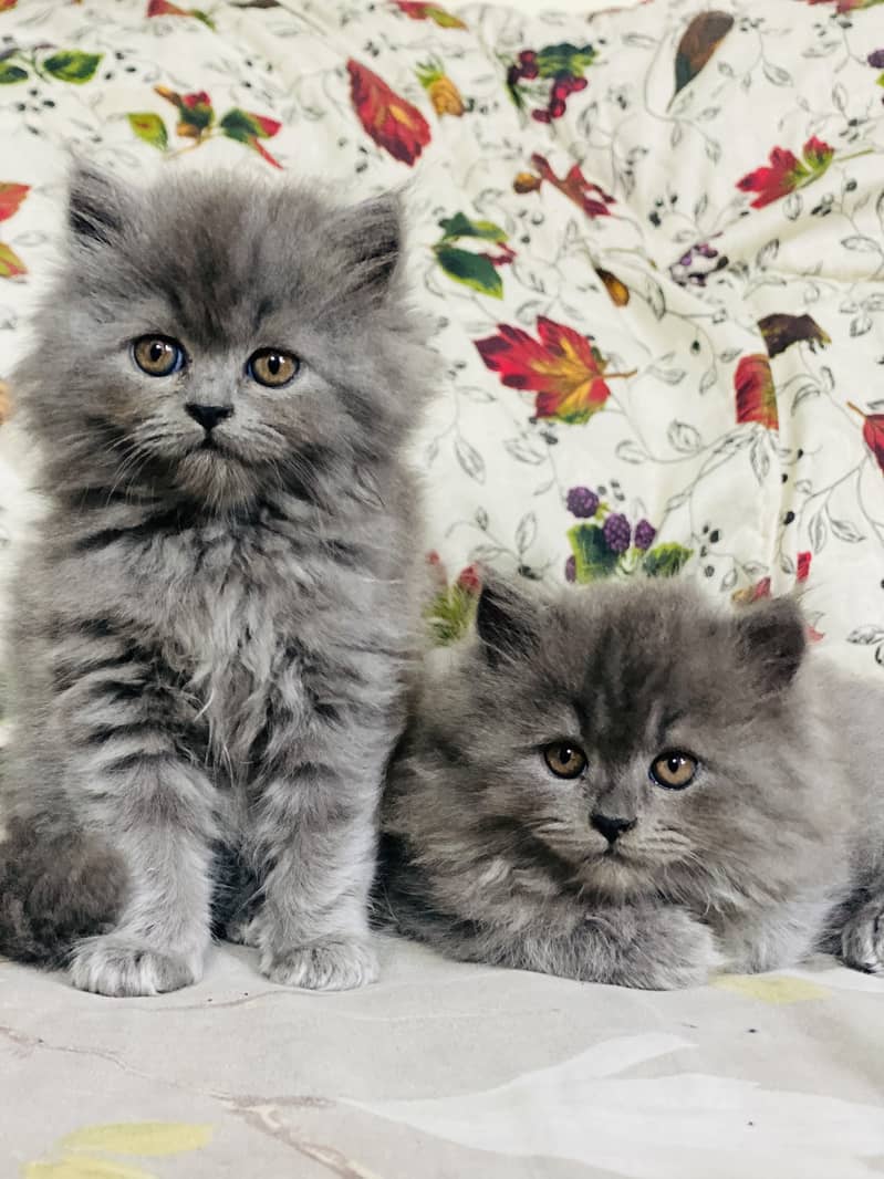 PERSIAN KITTEN/CAT GREY TRIPLE COAT 0