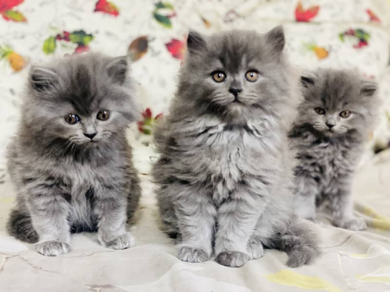 PERSIAN KITTEN/CAT GREY TRIPLE COAT 1