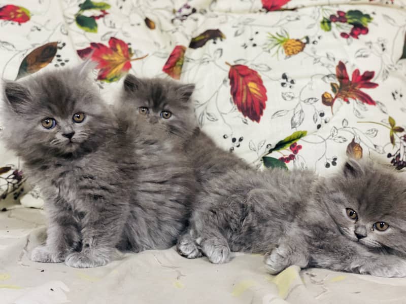 PERSIAN KITTEN/CAT GREY TRIPLE COAT 2