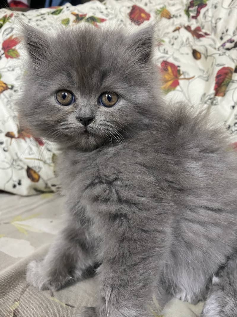 PERSIAN KITTEN/CAT GREY TRIPLE COAT 3