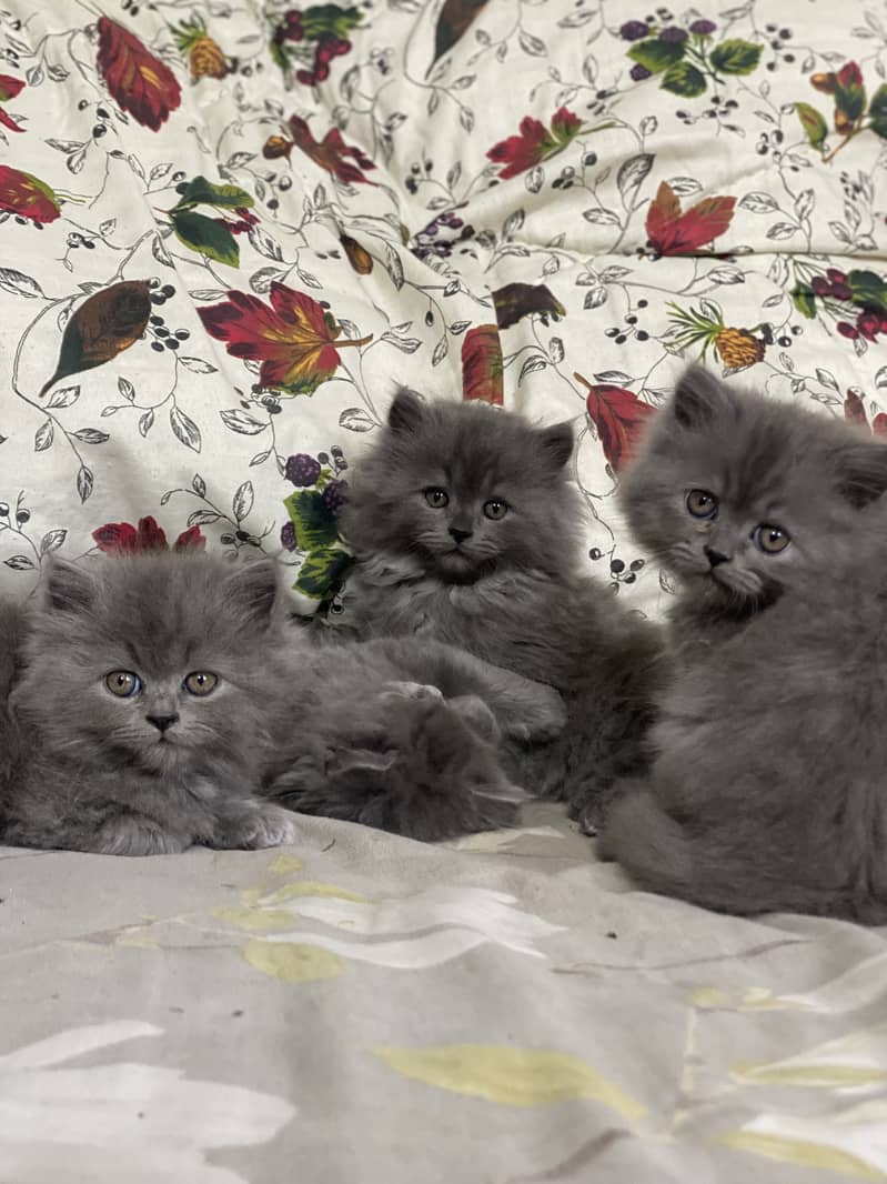 PERSIAN KITTEN/CAT GREY TRIPLE COAT 4