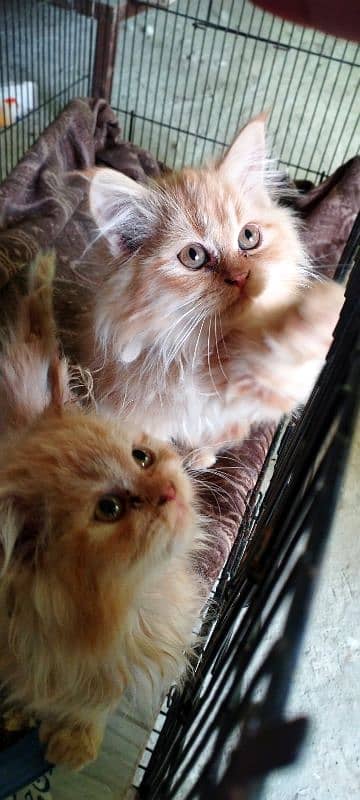 Persian female kittens 0