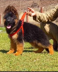 German Shepherd puppies 03444707188