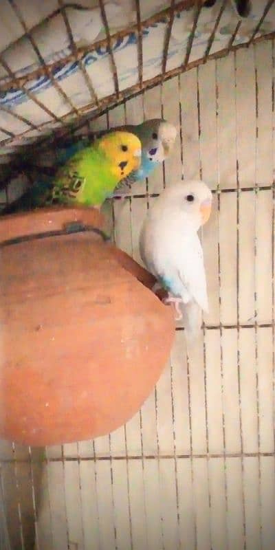 _For Sale: 5 Healthy Australian Budgies with mega cage  big  sale_ 0