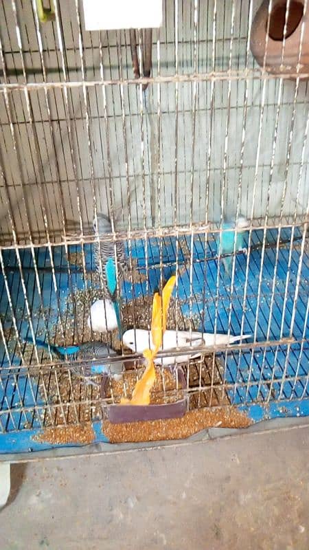 _For Sale: 5 Healthy Australian Budgies with mega cage  big  sale_ 3