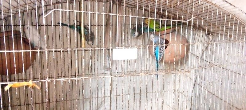 _For Sale: 5 Healthy Australian Budgies with mega cage  big  sale_ 4