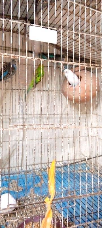 _For Sale: 5 Healthy Australian Budgies with mega cage  big  sale_ 5