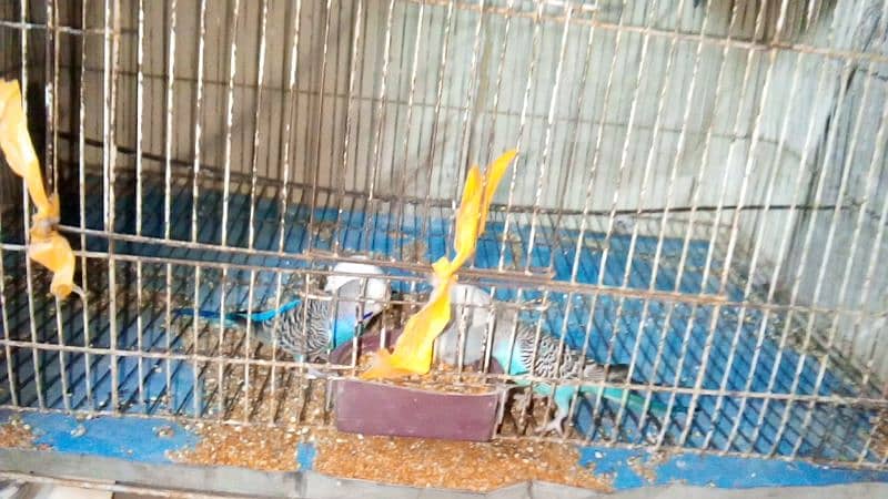 _For Sale: 5 Healthy Australian Budgies with mega cage  big  sale_ 7