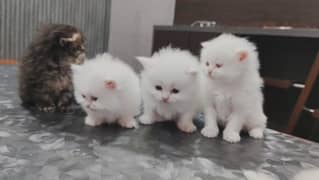 kittens