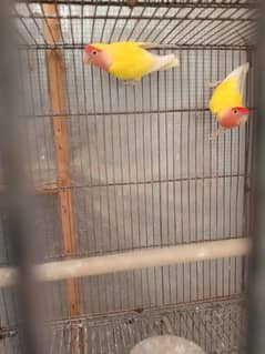 lotino pair for sale