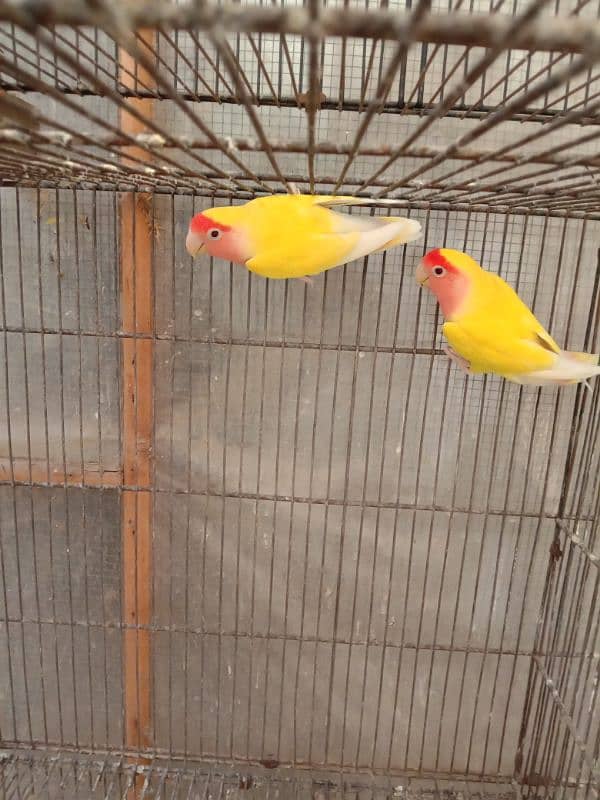 lovebird lotino (lutino) pair for sale 2