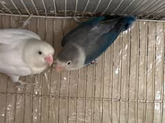 Blue Euwing/eno/opaline x Albino//eno pair for sale