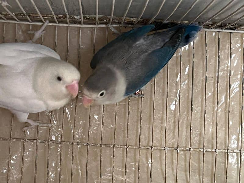 Blue Euwing/eno/opaline x Albino//eno pair for sale 0