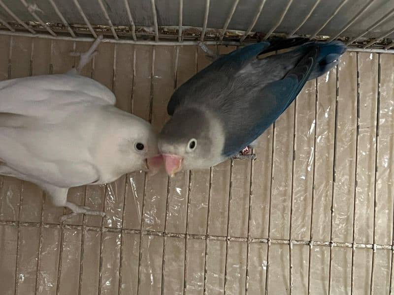 Blue Euwing/eno/opaline x Albino//eno pair for sale 1