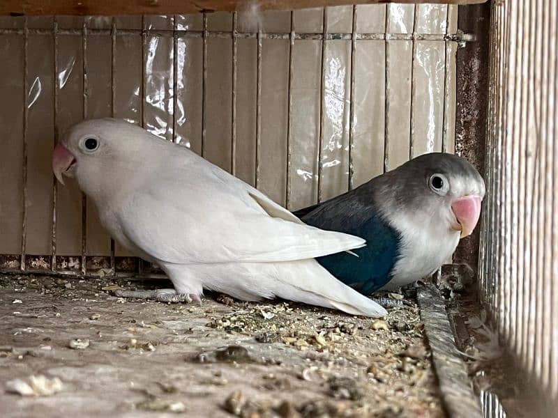 Blue Euwing/eno/opaline x Albino//eno pair for sale 2