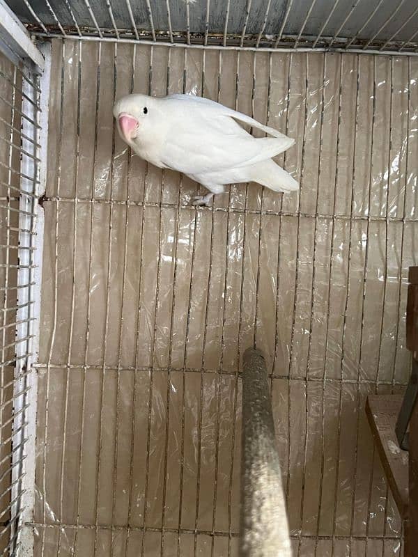 Blue Euwing/eno/opaline x Albino//eno pair for sale 3