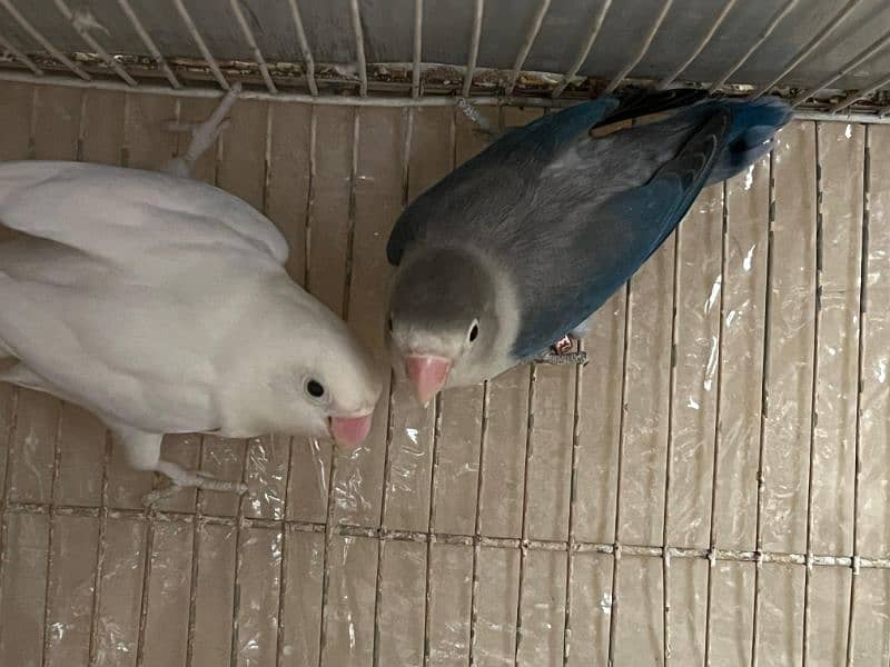 Blue Euwing/eno/opaline x Albino//eno pair for sale 5