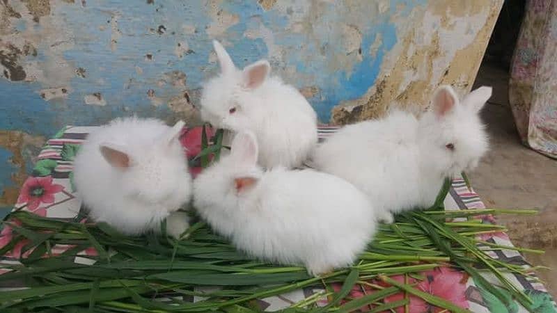 english angora 1