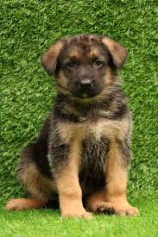 German shepherd puppy 0