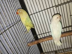 Different Love Birds for sale.