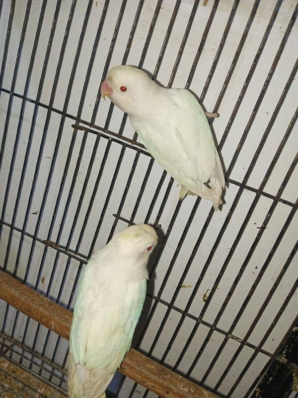 Different Love Birds for sale. 1