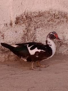 Muscovy duck