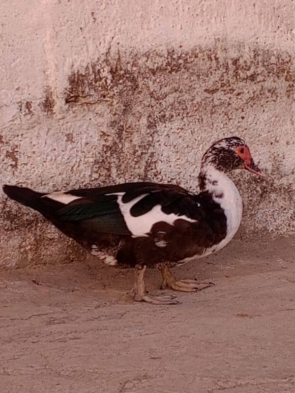 Muscovy duck 0