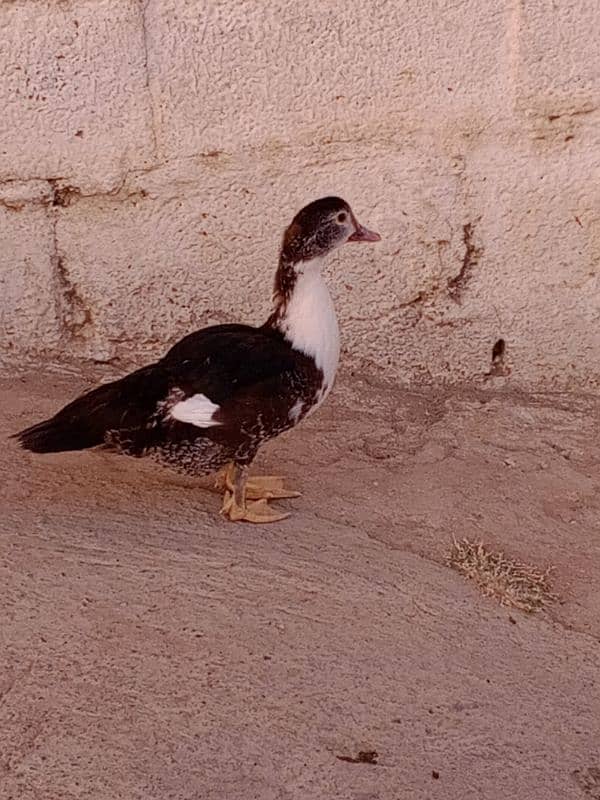 Muscovy duck 1