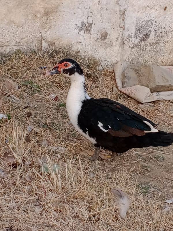 Muscovy duck 2