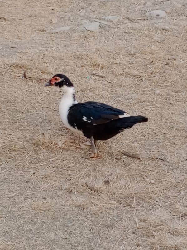 Muscovy duck 3