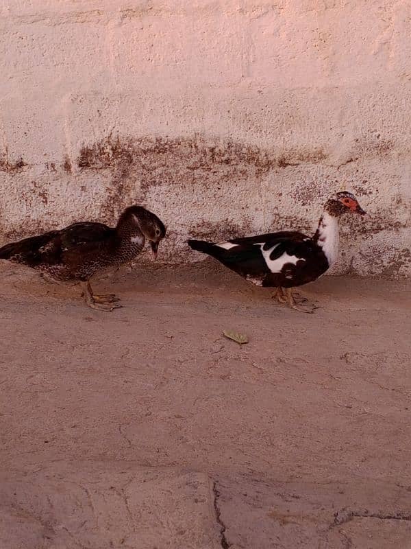 Muscovy duck 4