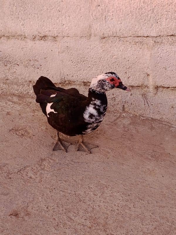 Muscovy duck 5