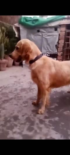 Goldenretever breeder female available 03401655802