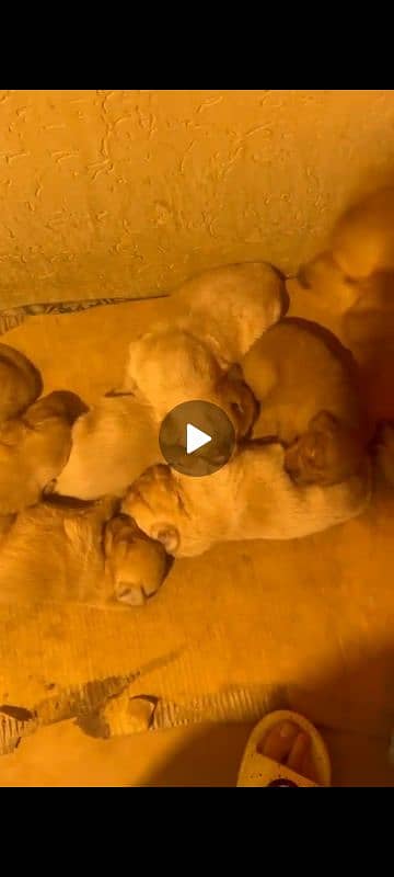 Goldenretever breeder female available 03401655802 2