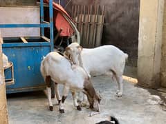 Gulabi Bakri female kid