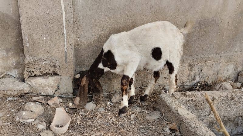 kamori Bakra pateri bakri 2