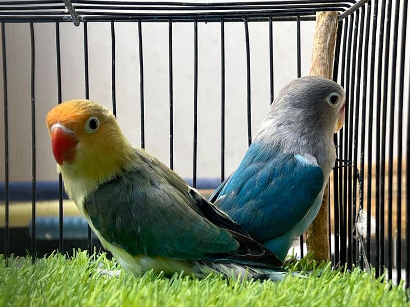 Blue Euwing/eno/opaline x Albino//eno pair for sale 8