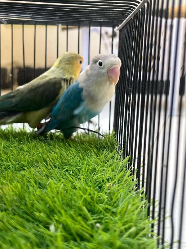 Blue Euwing/eno/opaline x Albino//eno pair for sale 10