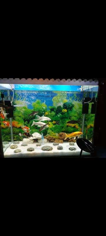 Big fish Aquarium with solid wooden cage 1