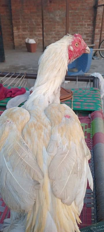 white heera assel murgha,male 0