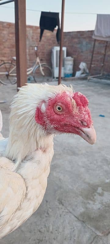 white heera assel murgha,male 1