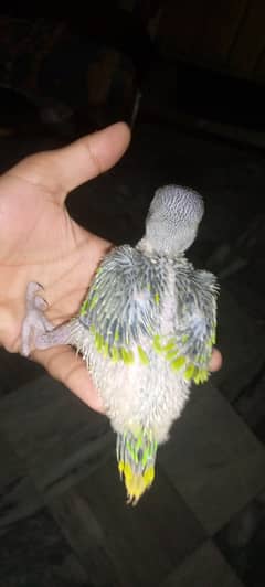 Green rigneck chicks available only for serious buyer