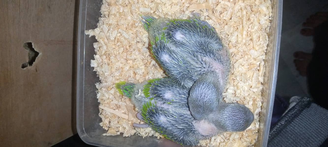 Green rigneck chicks available only for serious buyer 4