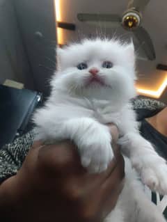 persian kitten for sale 03234102419