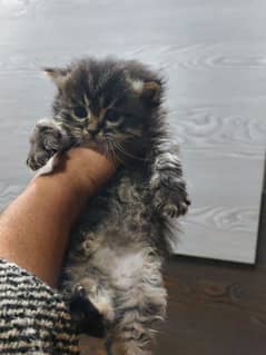 persian male kitten in tabby pattren 03234102419