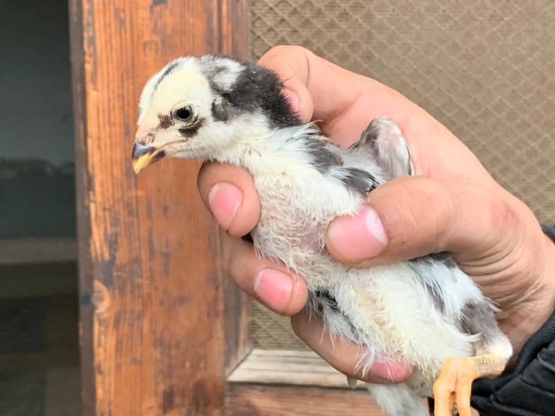 PARROT BEAK CROSS CHICKS | ASEEL | INDIAN PARROT BEAK | ASEEL CHICKS 4