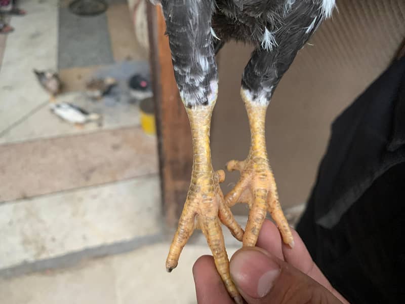 PARROT BEAK CROSS CHICKS | ASEEL | INDIAN PARROT BEAK | ASEEL CHICKS 5