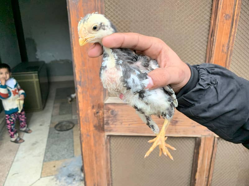 PARROT BEAK CROSS CHICKS | ASEEL | INDIAN PARROT BEAK | ASEEL CHICKS 8