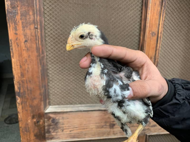 PARROT BEAK CROSS CHICKS | ASEEL | INDIAN PARROT BEAK | ASEEL CHICKS 10